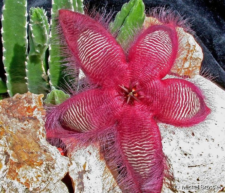 Stapelia hirsuta MB (1)